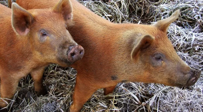 Tasmanian pigs Tasmanian pigs