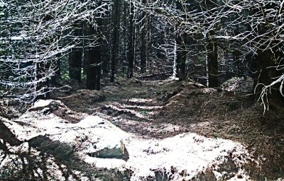 aberfeldy forest
