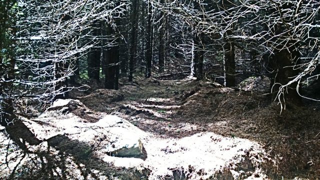 aberfeldy forest, for web aberfeldy forest